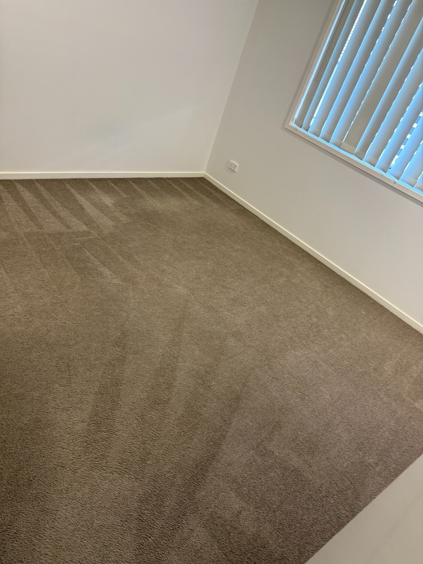 Freshly cleaned carpet with visible cleaning lines after service
