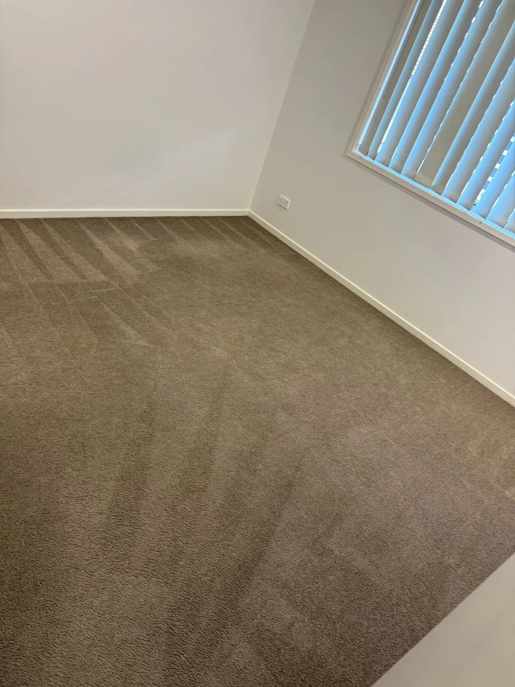 Freshly cleaned carpet with visible cleaning lines after service